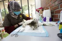 Aspiring vets face stricter qualification requirements