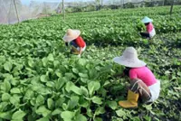 Ageing farm workforce, declining youth participation threatens food security, says Ministry