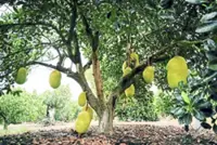 China opens market to Lao jackfruit in boost for agricultural trade
