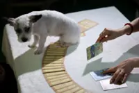 South Koreans turn to tarot to glean their pets' thoughts