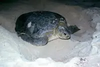 Fisheries Department use satellite technology to track green turtles