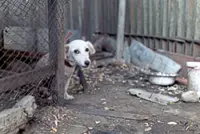 Tips for adopting frightened dogs