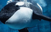 Killer whales: orcas blow fish to bits 'for fun', study finds