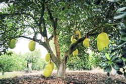 China opens market to Lao jackfruit in boost for agricultural trade
