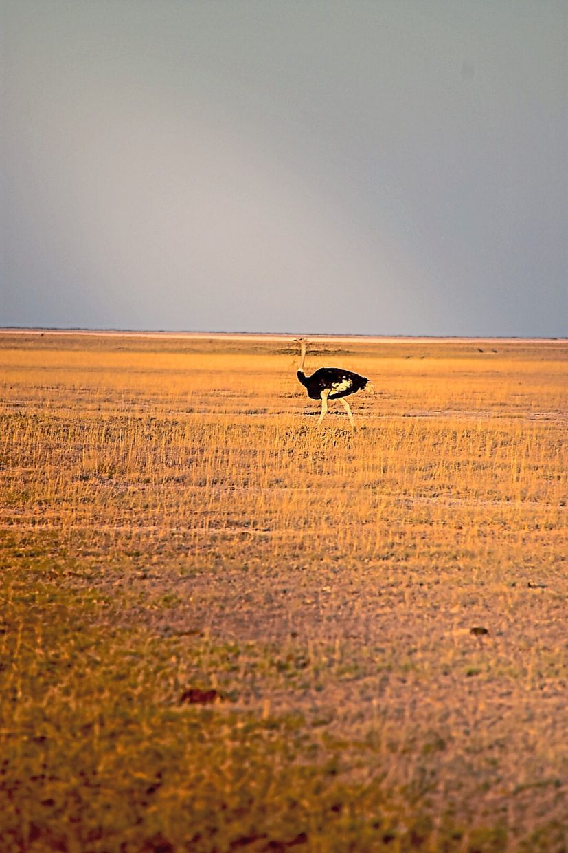 A lone ostrich dashing across the open field, bordering the Savanna and the pans.