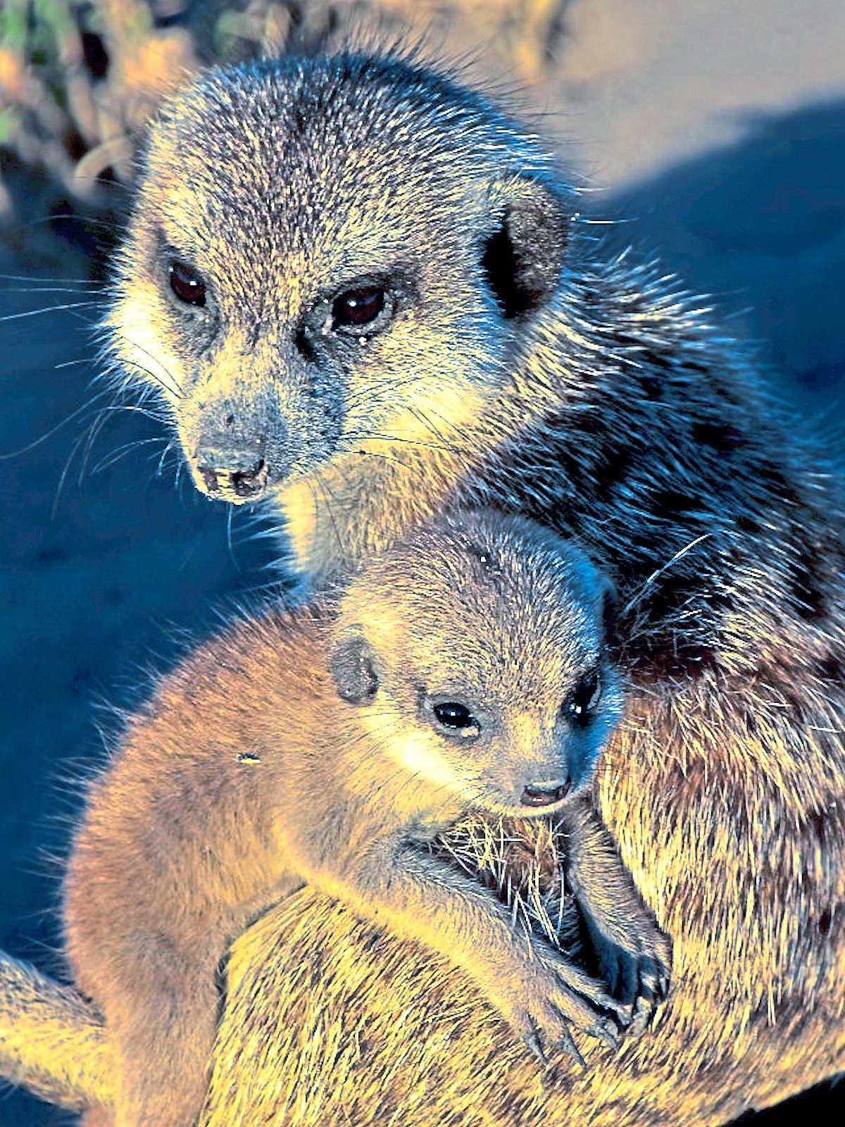 An adult Meerkat taking on the role of caretaker in looking for the younglings.