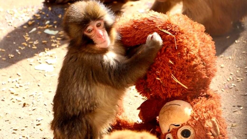 Punch the monkey and his orangutan plush toy. - File photo