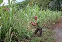 Perak community revives idle land