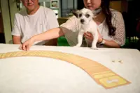 Tarot cards reveal what pets can’t say