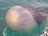 Venomous jellyfish sightings increase fivefold off South Korean coast