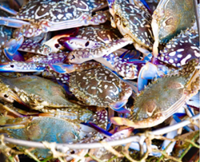 Negros town forms task force to protect local crab industry amid US export ban