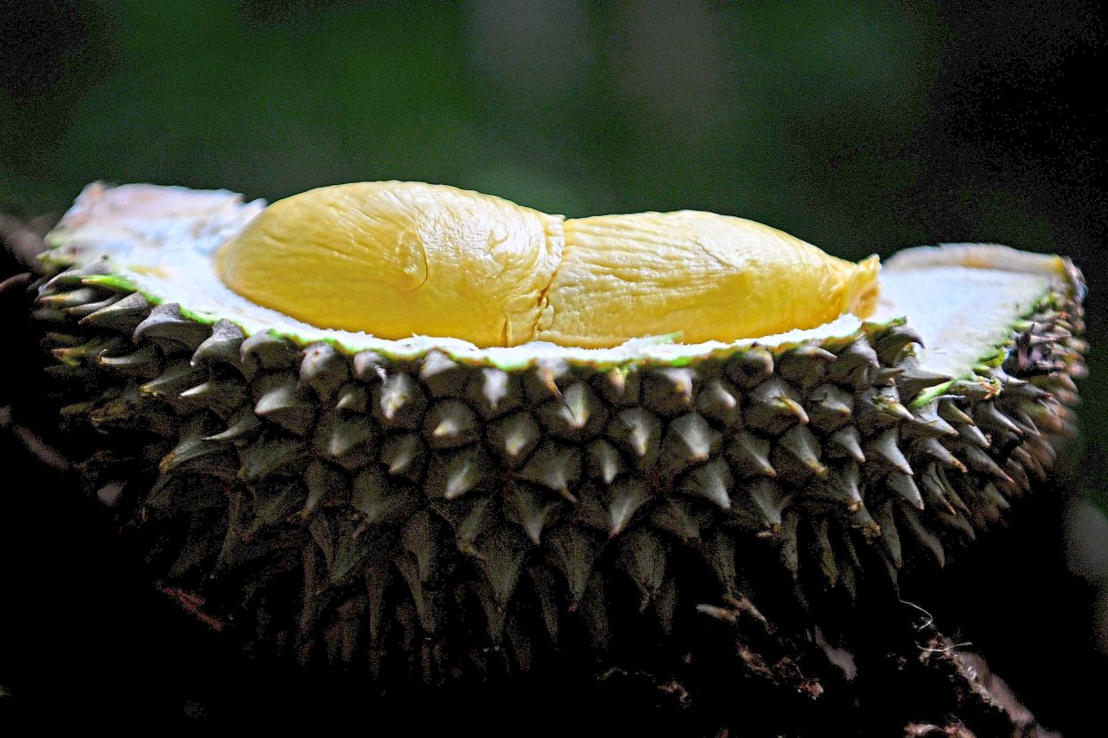 Durian Bukit offers a distinctive flavour that is difficult for hybrid durian to match. — Photos: Bernama