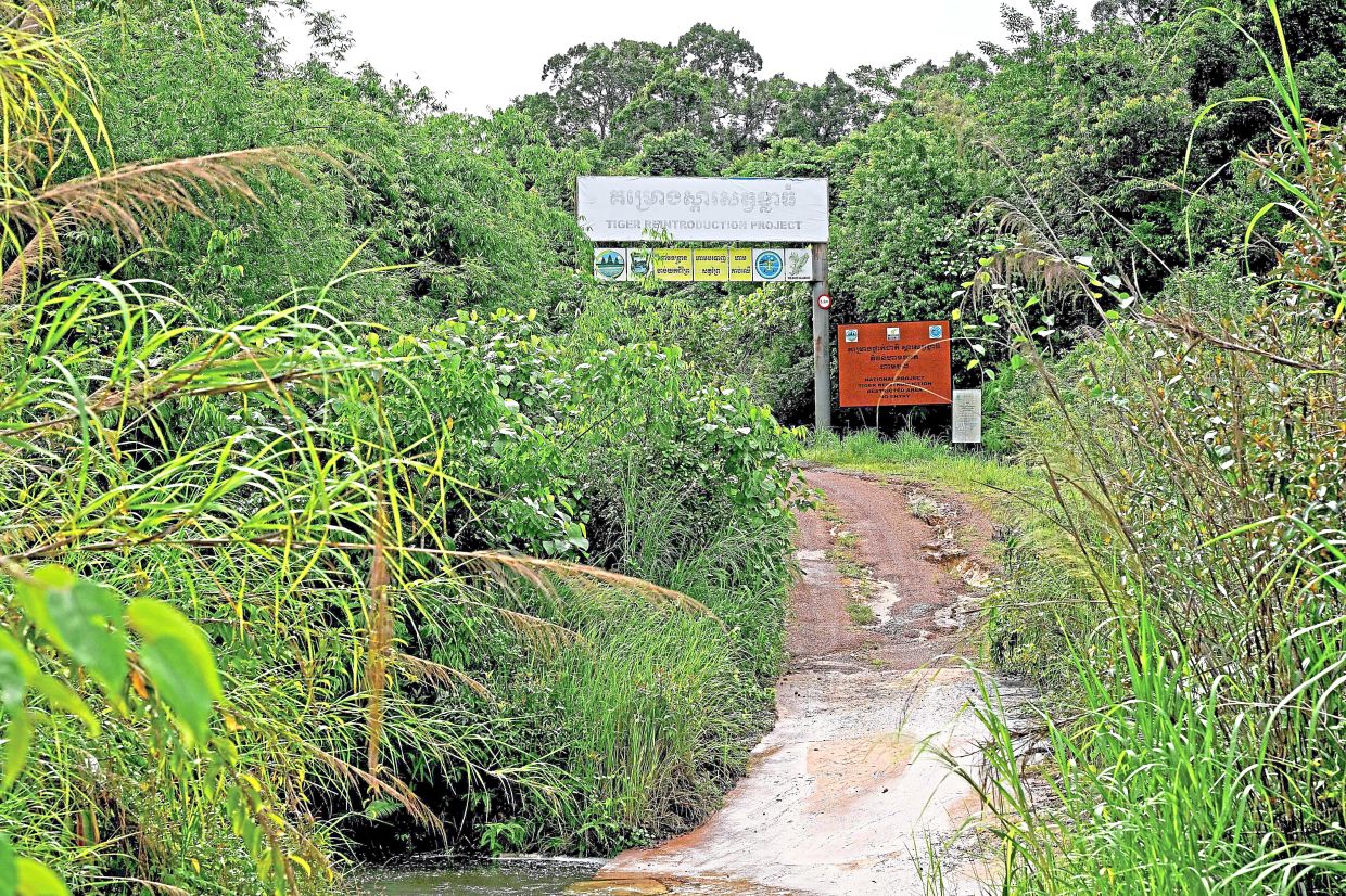 Jungle passage: A road to a Tiger Reintroduction Station at the Cardamom National Park in Koh Kong province where a Chinese hydrodam is under construction.