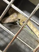 Rare Siamese crocodile found in South Korean stream