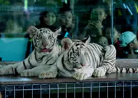 Three white Bengal tiger cubs debut at Kemaman Zoo