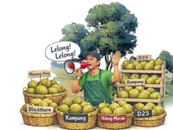 From durian runtuh to durian glut