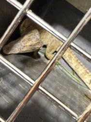 Rare Siamese crocodile found in South Korean stream