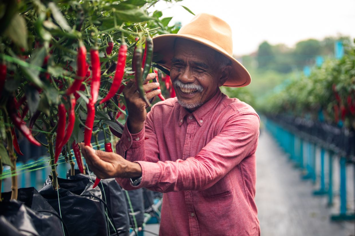 Mohamad Azimi is part of the NCC, which supplies 100% fresh chilli for locally produced MAGGI Chilli Sauce.