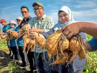Vitato sweet potato harvest gains ground in Perak
