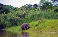 Mangroves remain vital shields for Sabah's wildlife, says Danau Girang Field Centre