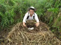 Cambodia establishes new sanctuary for critically endangered Siamese crocodiles