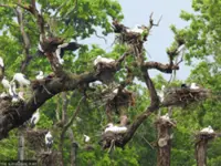 Asian openbills turn Batuli Pokhari into a seasonal nesting haven