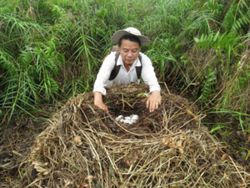 Cambodia establishes new sanctuary for critically endangered Siamese crocodiles