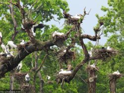 Asian openbills turn Batuli Pokhari into a seasonal nesting haven
