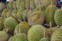 QuickCheck: Can you actually fail a breathalyser test from eating too much durian?