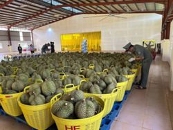 'Boom, Boom, time' Cambodian fresh durian exports to China skyrocket, says govt