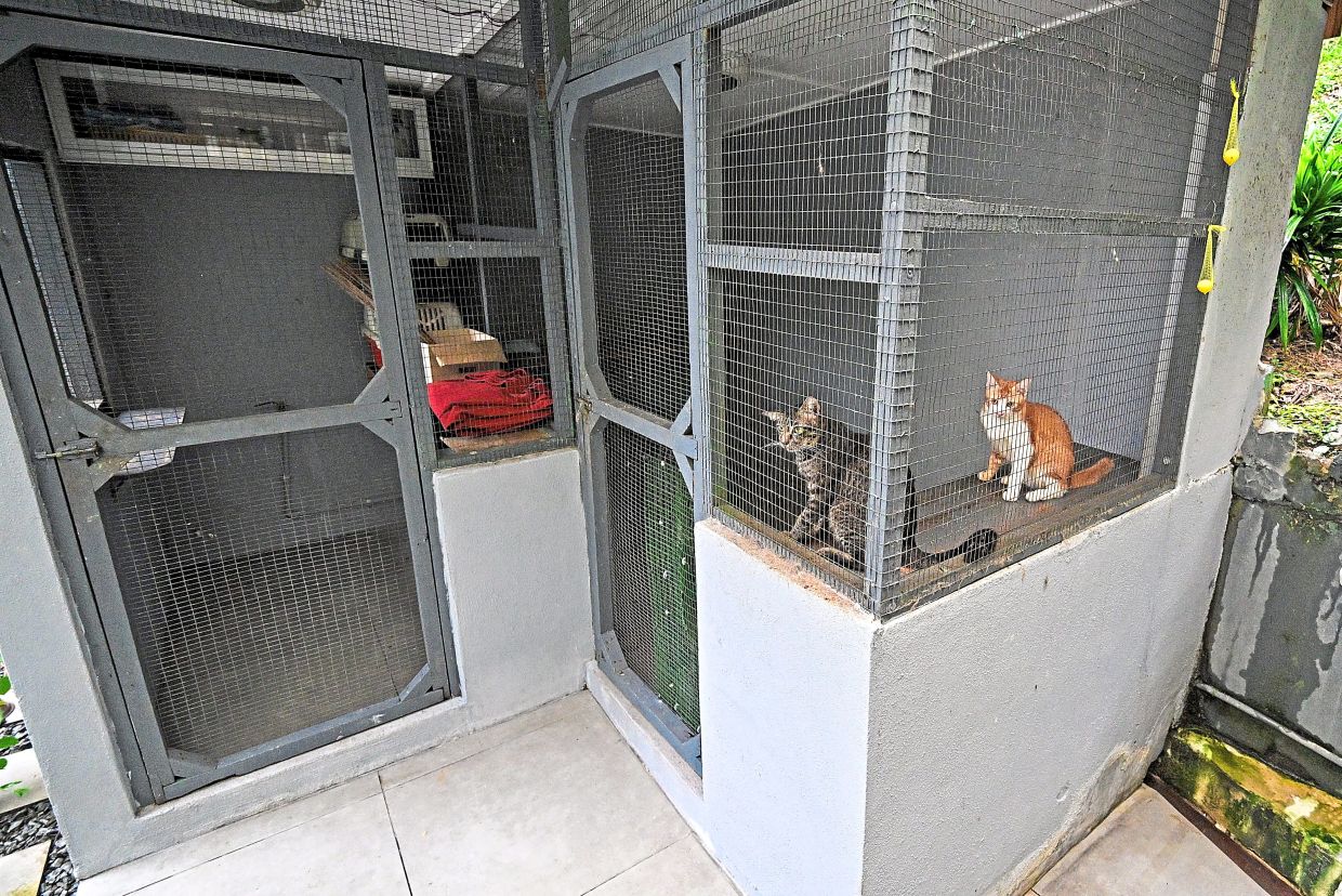 Some of the stray cats in an enclosure at Rosnah’s home in Ampang.