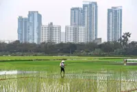 El Nino worsens the plight of Asia’s rice belt