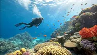 Diving urgently needs to be regulated