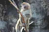 'He's a celebrity now ': Japan zoo’s Punch the monkey celebrates first birthday