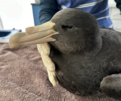 Seven new suspected H5N1 bird flu cases reported in south Australia