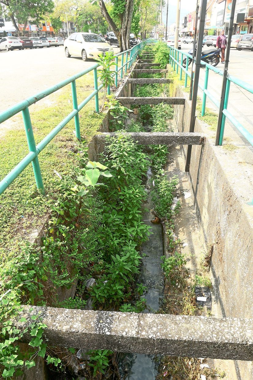 Vegetation growing in a monsoon drain in Taman Ipoh Jaya.