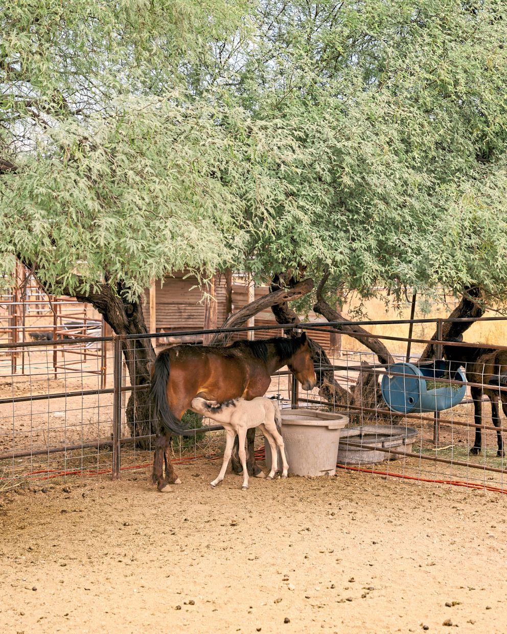 Horses in a parched enclosure in Kearny, Arizona, a town on the verge of running out of water. — Will Warasila/The New York Times