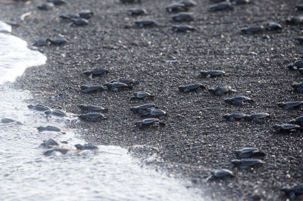 Baby sea turtles are being released into the sea at a turtle conservation center in Biaung Beach, Bali, Indonesia.-- AP Photo/Firdia Lisnawati