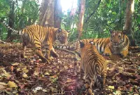 Up to 13 tigers recorded in new Pahang reserve's first survey