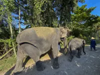 QuickCheck: Can you be fined RM50 for walking your elephant on a public road without police permission?