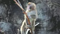 Viral monkey Punch celebrates first birthday at Japanese zoo