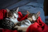 QuickCheck: Can your condo management stop you from keeping a pet?