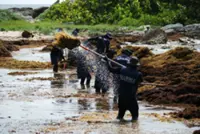 Record seaweed blankets Mexico's Caribbean coast, threatening tourism and the environment