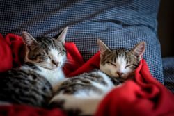QuickCheck: Can your condo management stop you from keeping a pet?