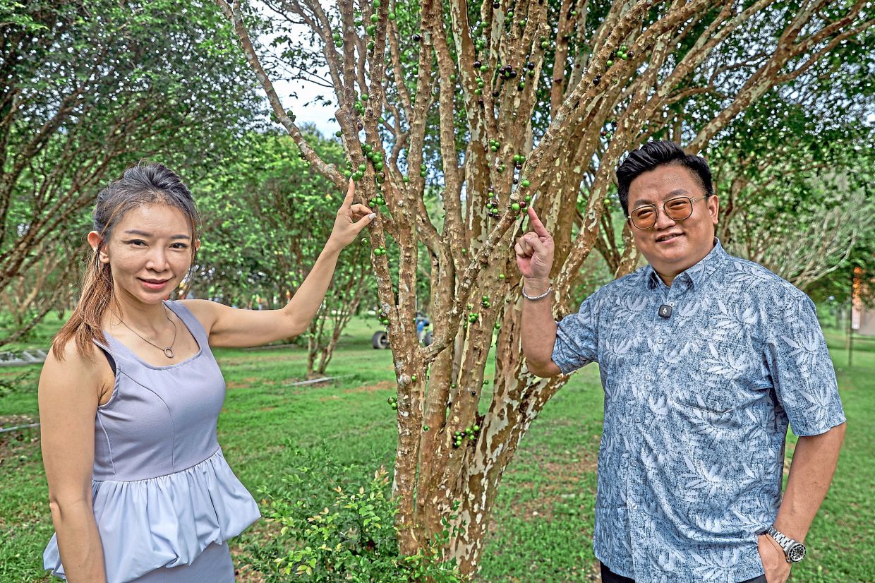 Ooi (right) and Superfruits Farm marketing director Cindy Lim with a jaboticaba tree. 