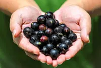Rare Amazonian jaboticaba fruit thrives in Johor