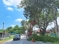 Special allocation for tree maintenance in Ipoh