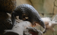 Indonesia arrests suspected pangolin trafficker linked to international network