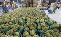 Vietnam detains deputy agriculture minister in durian export probe