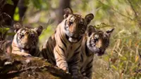 Rajasthan's wild tiger population rises to more than 150